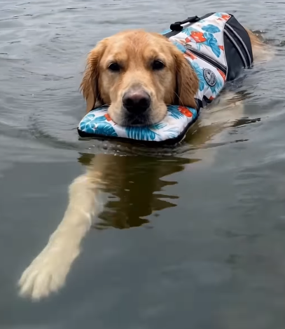 A golden retriever dog floating on a blue and white patterned life jacket in the water, with its front paw extended forward.